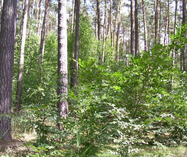 Kleine Pl&auml;tze zum Staunen // &copy; Sabine G&ouml;rmar