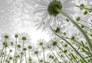 Margiriten // &copy; S&uuml;dliche Boddenk&uuml;ste