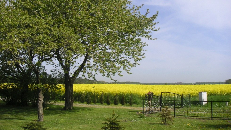 Weite Landschaften, bl&uuml;hende Rapsfelder und malerische Badebuchten - das alles ist die R&uuml;geninsel Ummanz // &copy; Ummanz-Information/Schmorell