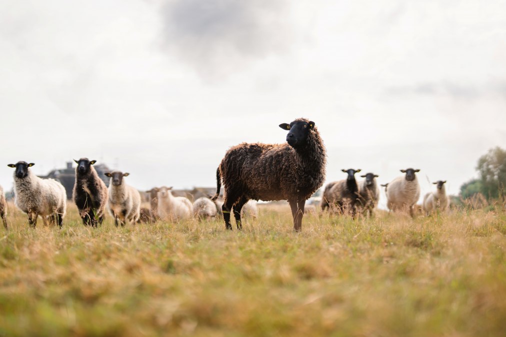 Sch&auml;ferei Gro&szlig; Zicker auf R&uuml;gen_1, &copy; MV-T/Gross