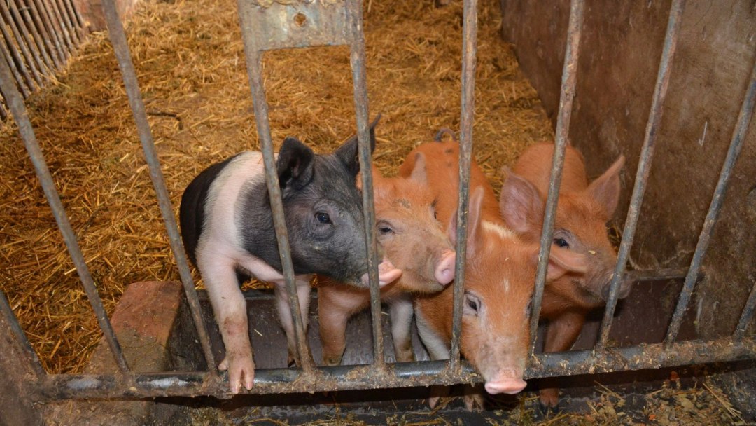 Die liebenswerten Schweine des Dinserhofs, © Dinserhof Die liebenswerten Schweine des Dinserhofs, © Dinserhof
