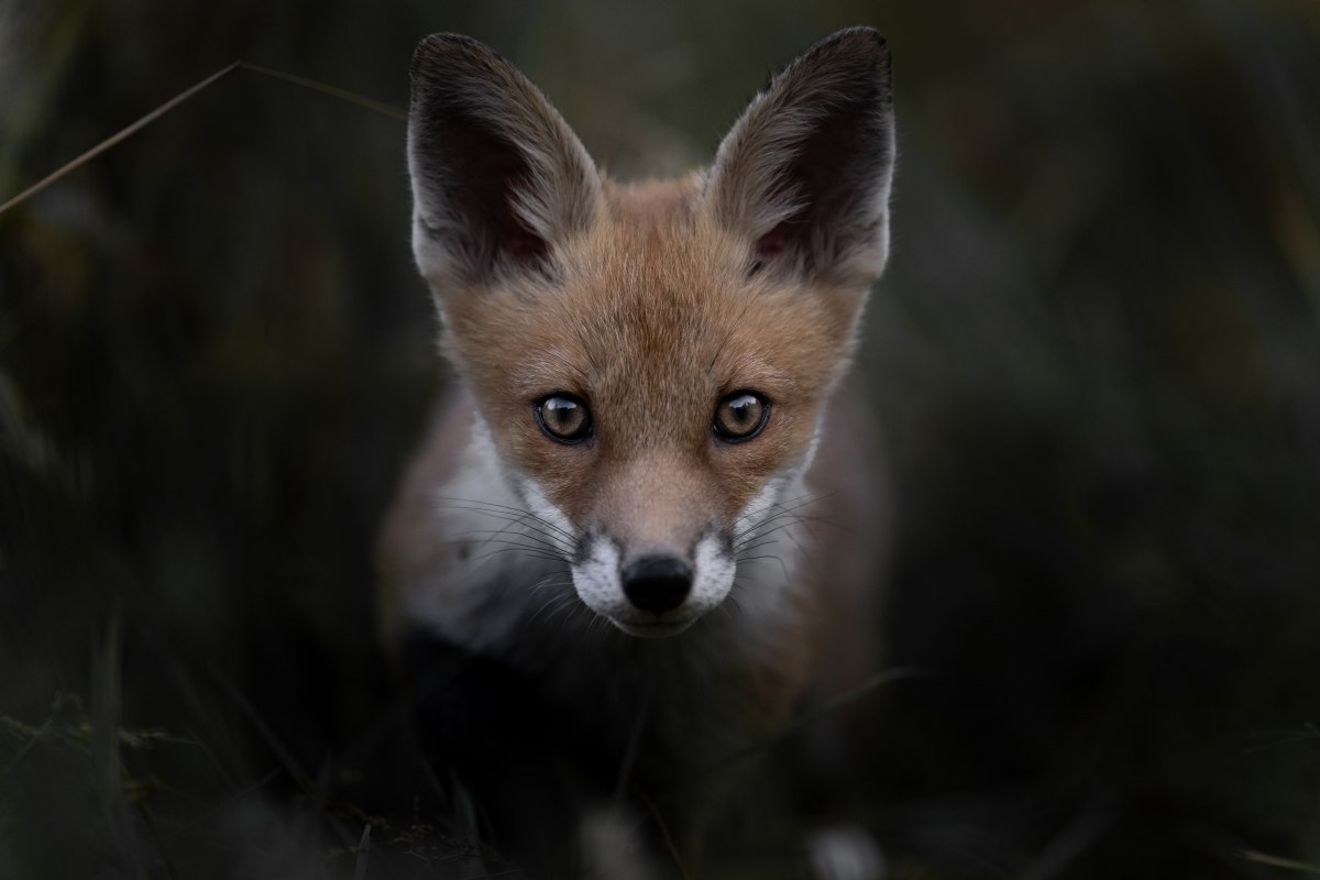 &copy; Vincent Munier
