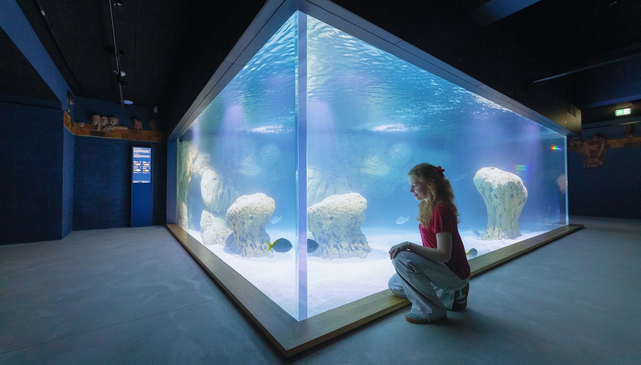 De lichtgekleurde onderwaterwereld van de Fiji-eilanden: Wit zand en lichtgekleurde rotsen illustreren deze habitat in een bassin met 85.000 liter water., &copy; Anke Neumeister/Deutsches Meeresmuseum