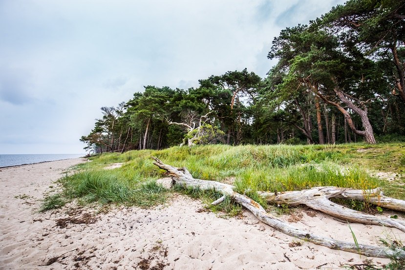 Küstenwald am Naturstrand von Ludwigsburg // © MV-T/Krauss Küstenwald am Naturstrand von Ludwigsburg // © MV-T/Krauss