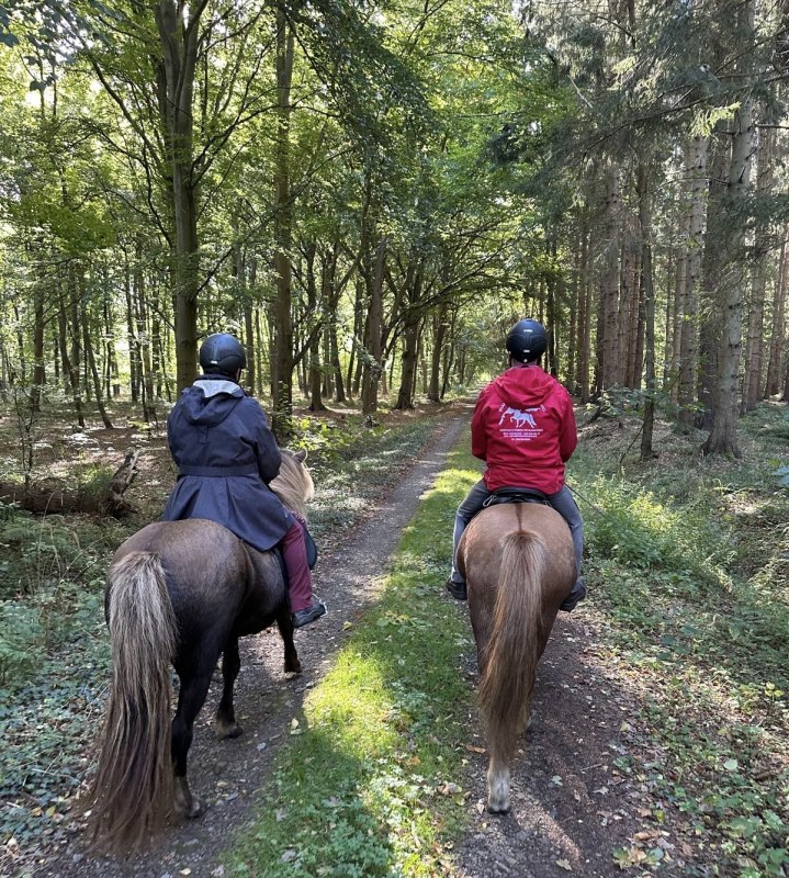 Reiten durch den Dar&szlig;er Wald // &copy; Islandpferdehof Fischland