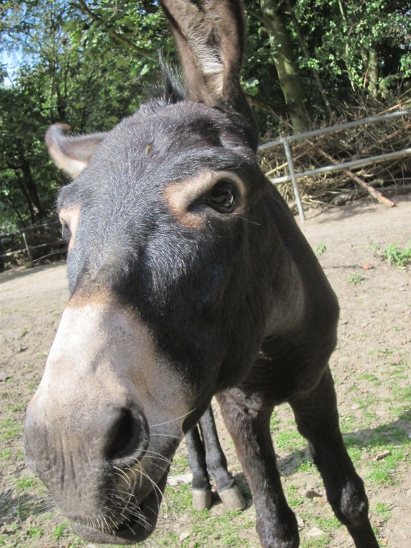 &copy; Hansestadt Stralsund