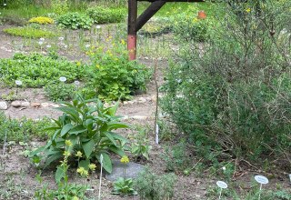 Wildpflanzengarten, &copy; Annette Schmidt