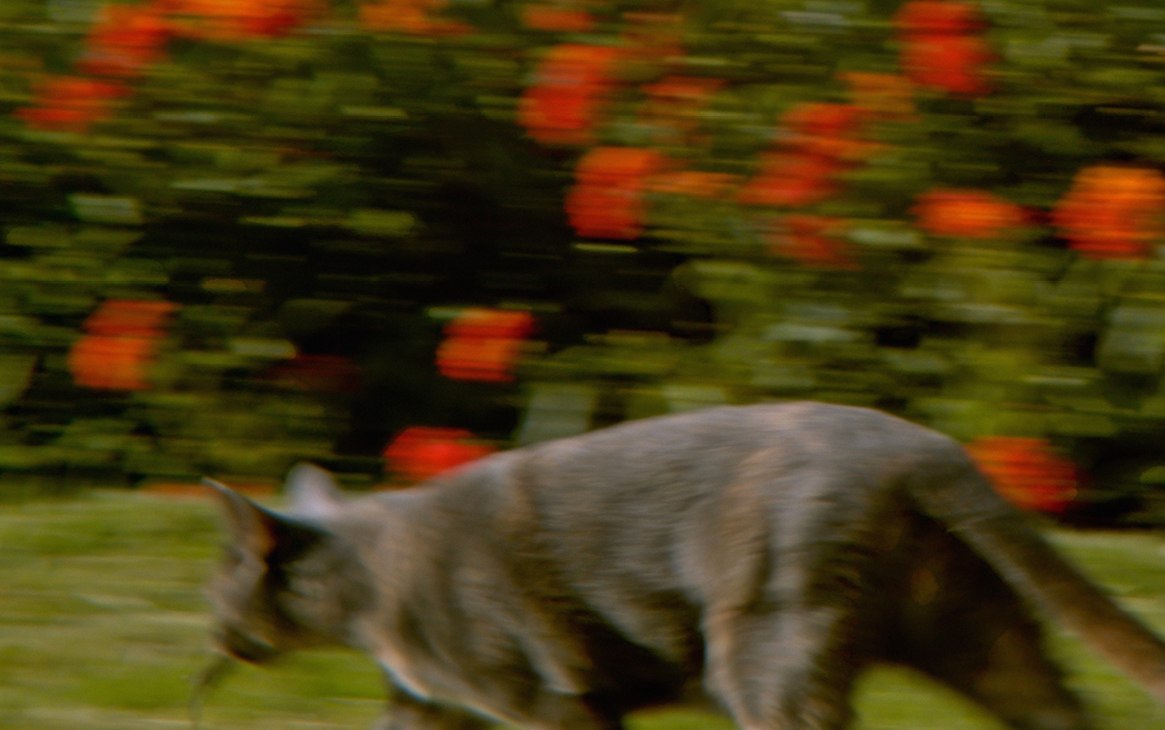 Adriana Ramić, Multi-Scene Inputs (Oursa), Video still, 2025., &copy; Courtesy: Adriana Ramić.