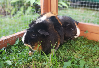 Zwei Meerschweinchen in einem Au&szlig;engehege., &copy; Stadtbibliothek Stralsund