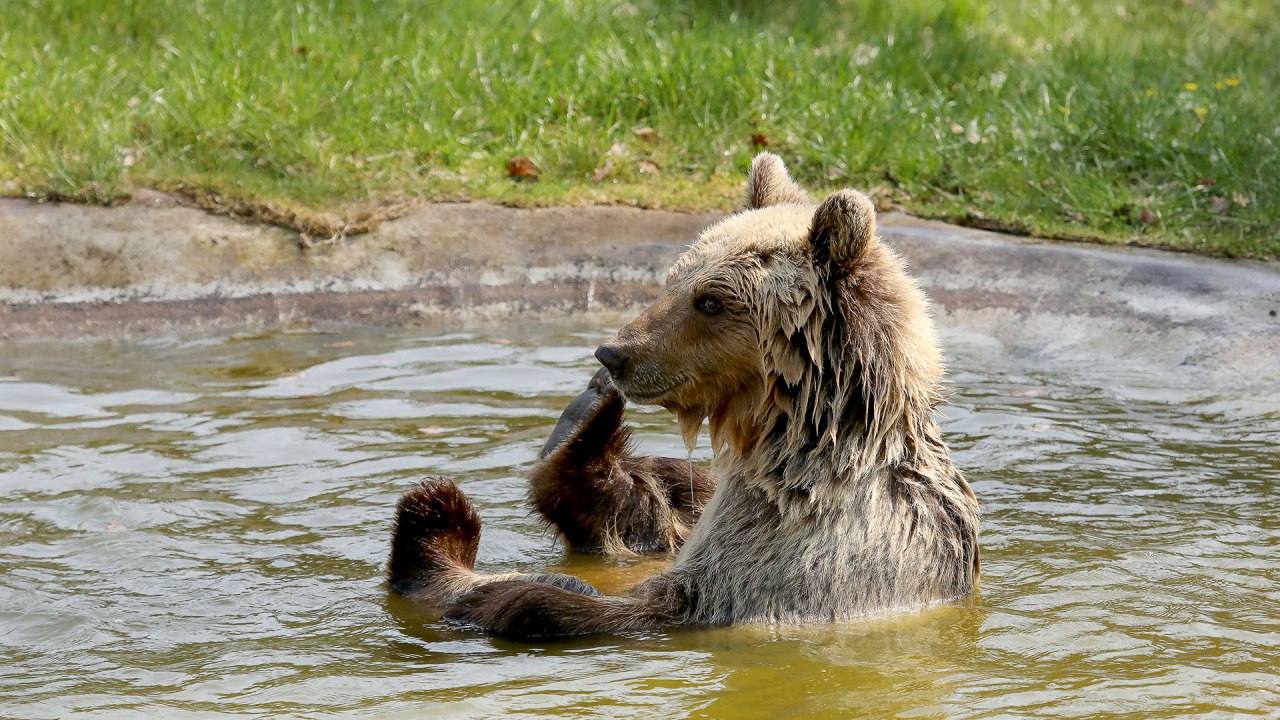 Braunb&auml;rin Luna beim Baden im B&Auml;RENWALD M&uuml;ritz // &copy; Thomas Oppermann