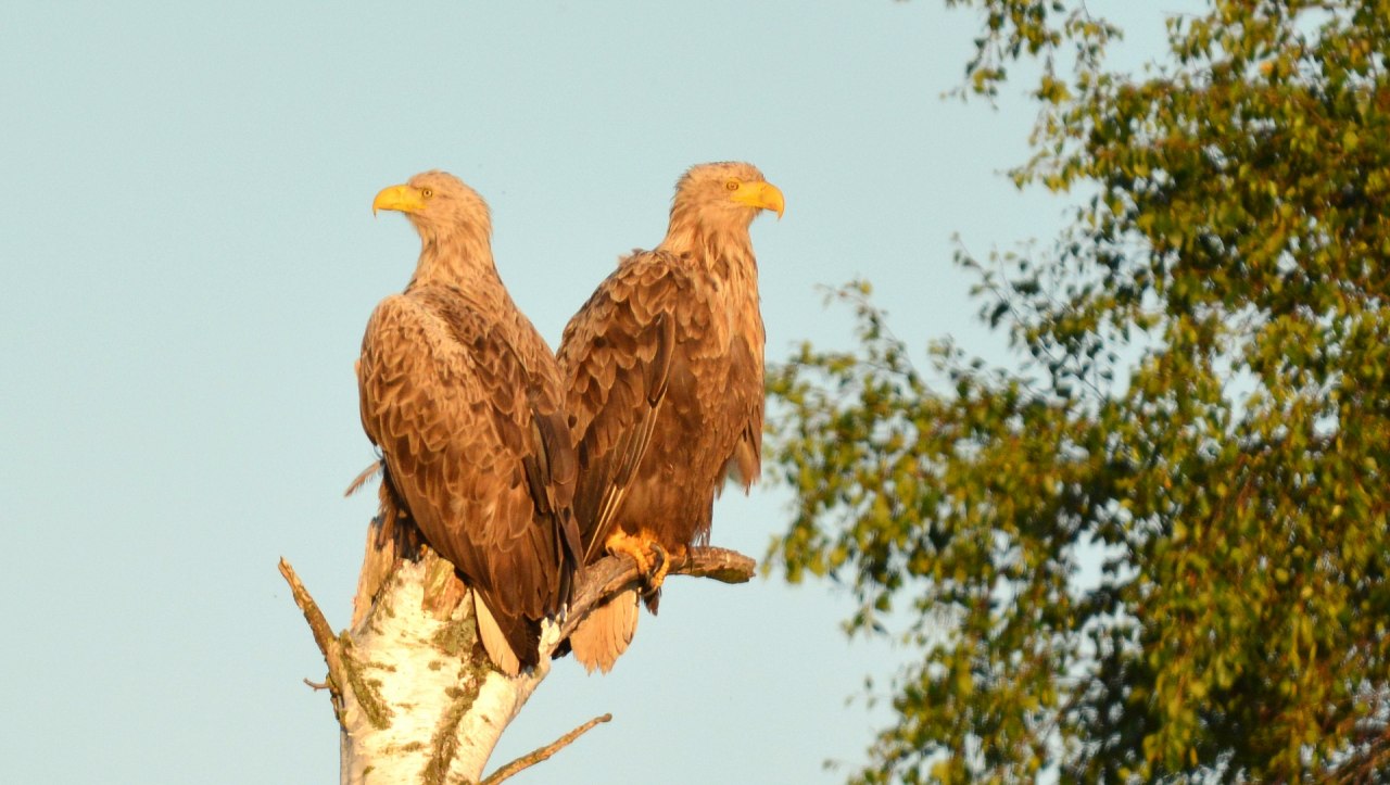 Seeadler-Pärchen in der Abendsonne am Ufer der Recknitz // © Thomas Naumann Seeadler-Pärchen in der Abendsonne am Ufer der Recknitz // © Thomas Naumann