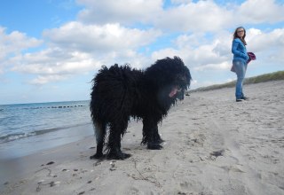 Hund am Strand in Dierhagen, &copy; Raimund Jennert