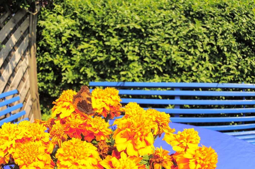 Sitzecke im Garten vor dem Ferienzimmer, © Kleines Fischerhaus Sitzecke im Garten vor dem Ferienzimmer, © Kleines Fischerhaus