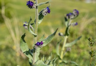 Bl&uuml;tenzauber, &copy; Lars Wehrmann