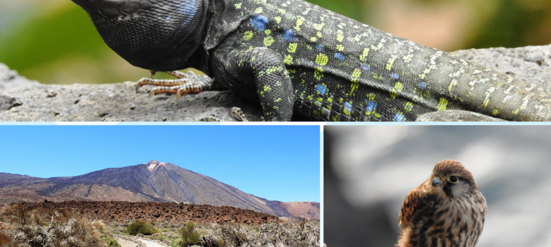 &copy; Regionalbiblbiothek Neubrandenburg