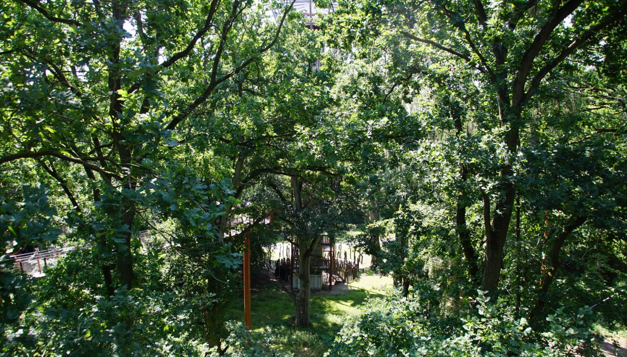 Baumkronenpfad im Hutewald, &copy; Landesforst MV