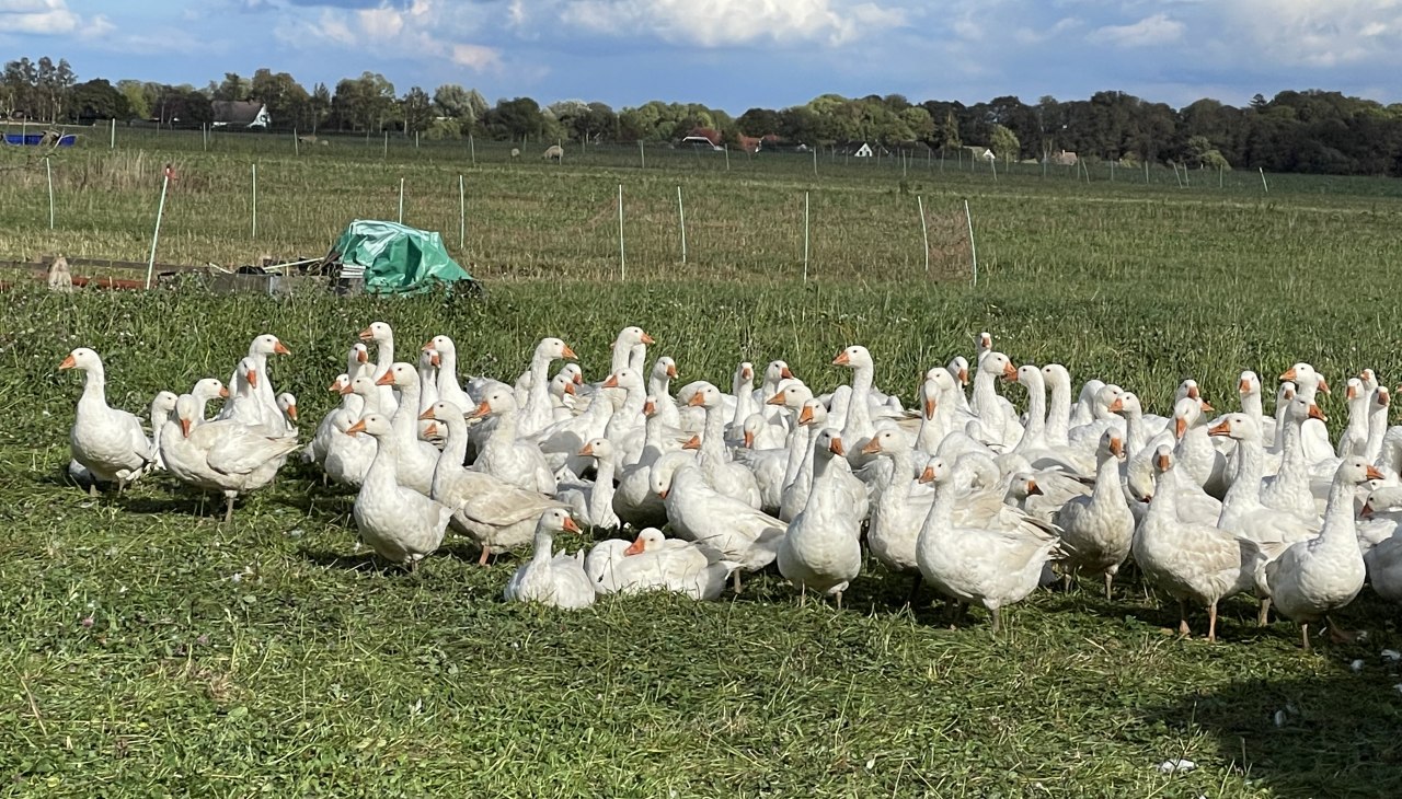 Hof Walden | Bio Freiland Gefl&uuml;gel, &copy; TZ S&uuml;dliche Boddenk&uuml;ste