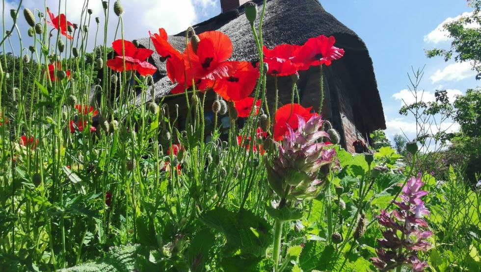 Mohnblumen, © Kristin Brandt Mohnblumen, © Kristin Brandt