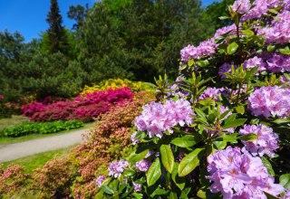 Farbenfrohe Rhododendren im Ostseeheilbad Graal-Müritz – ein Paradies für Naturliebhaber und Spaziergänger. // © MV-T/Gohlke Farbenfrohe Rhododendren im Ostseeheilbad Graal-Müritz – ein Paradies für Naturliebhaber und Spaziergänger. // © MV-T/Gohlke
