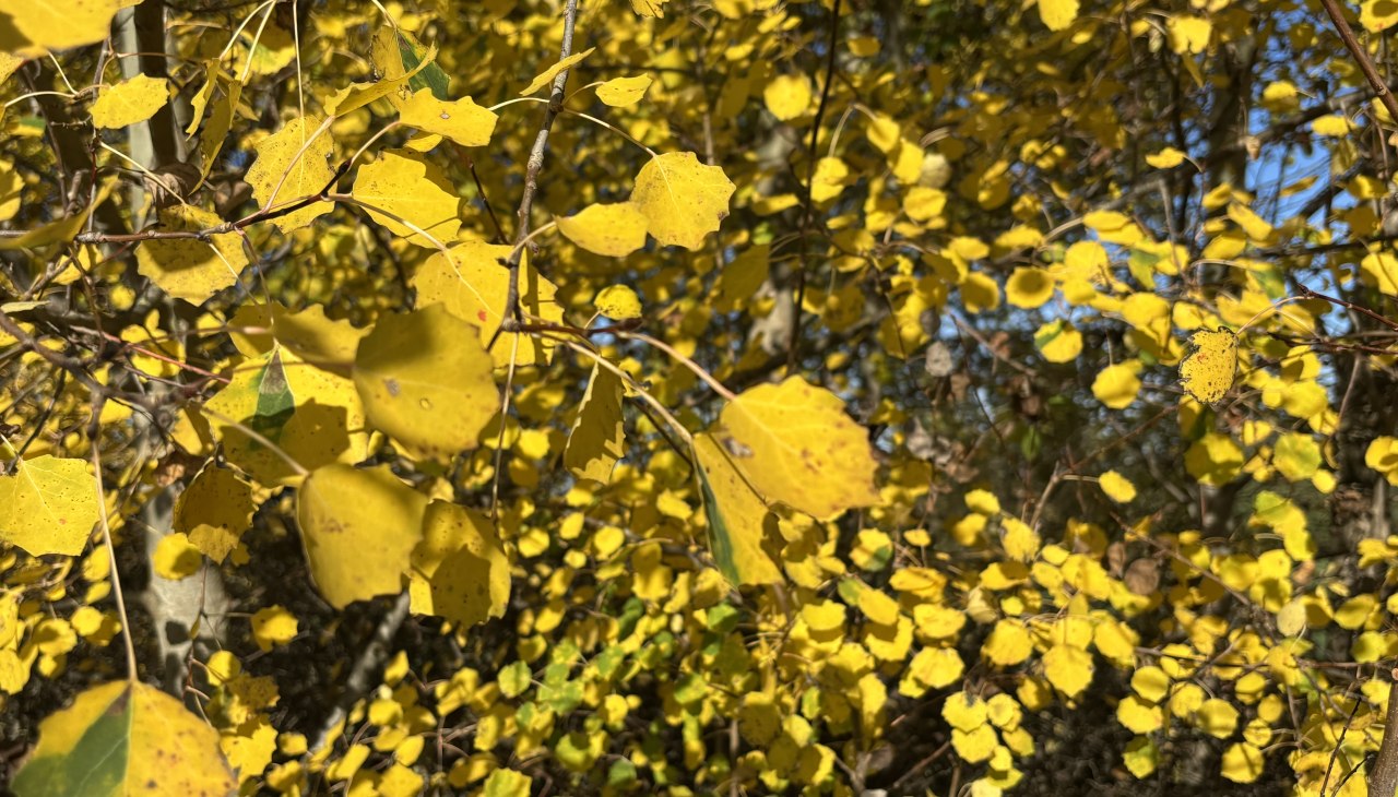 26-04-24 Tag des Baumes, GMZ, &copy; C