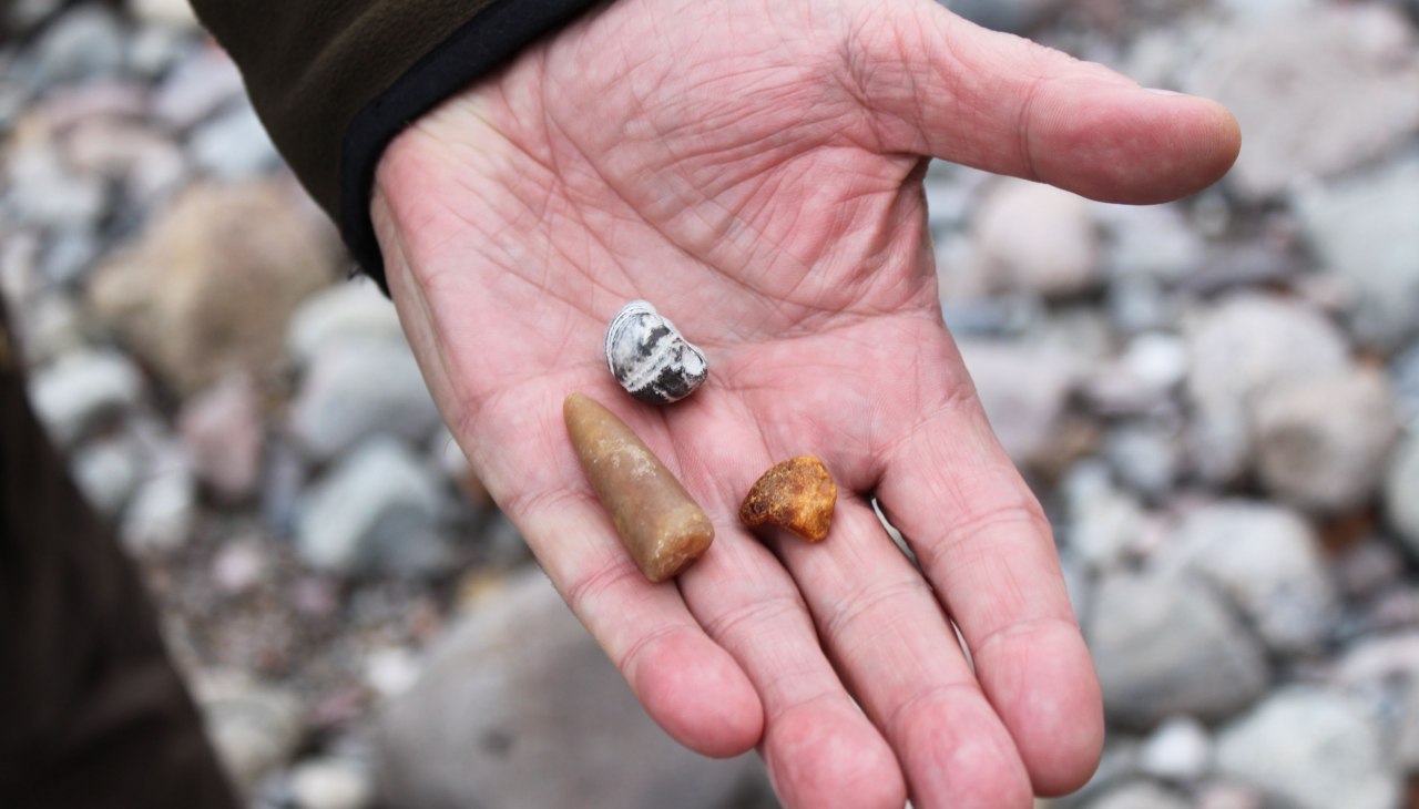 BRASOR_Seeigel_Bernstein_Donnerkeil1, &copy; Biosph&auml;renreservat S&uuml;dost-R&uuml;gen