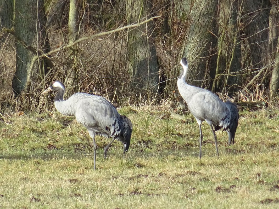 &copy; Stadtmarketing Ribnitz-Damgarten