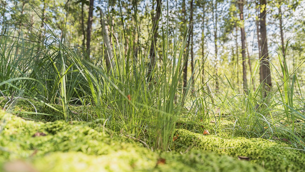 Moorwanderung // © André Pristaff / Tourismus- und Kur GmbH Graal-Müritz Moorwanderung // © André Pristaff / Tourismus- und Kur GmbH Graal-Müritz
