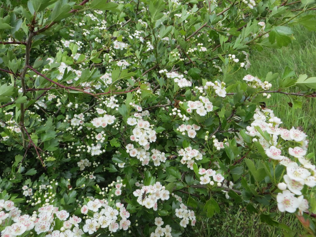 © Kurverwaltung Mönchgut © Kurverwaltung Mönchgut