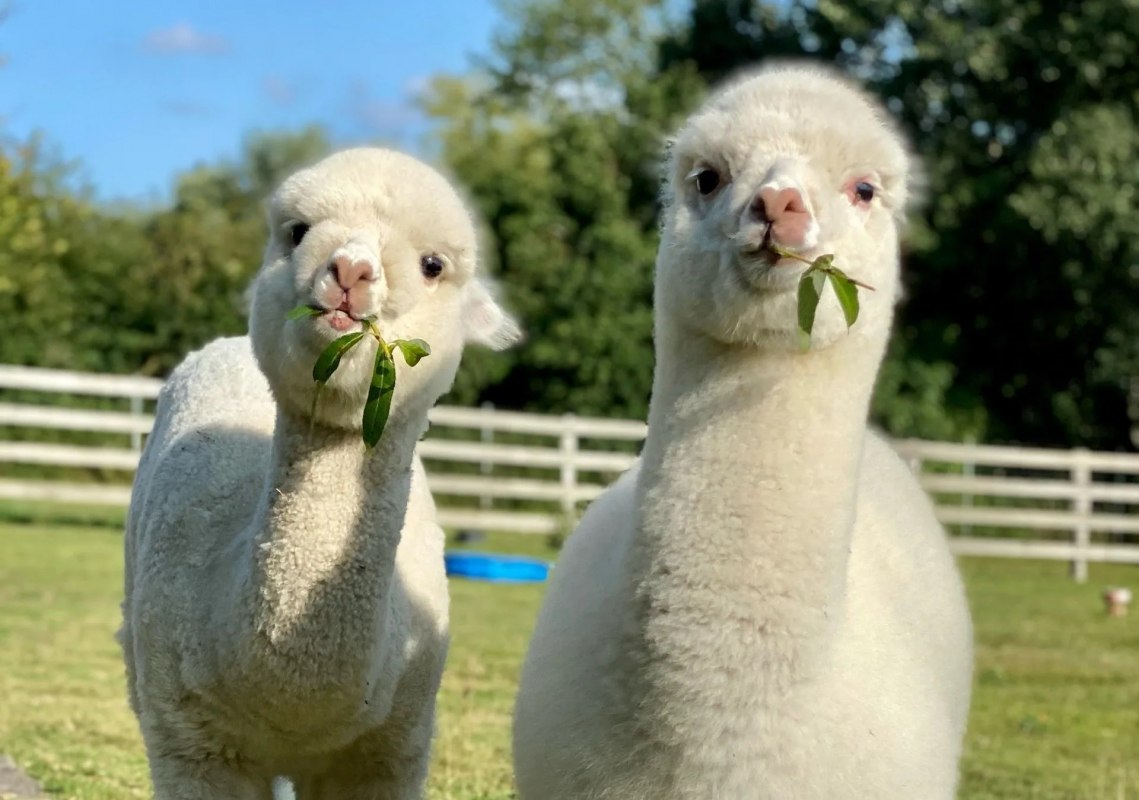 Trebeltal- Alpacas // &copy; Anne H&auml;usler