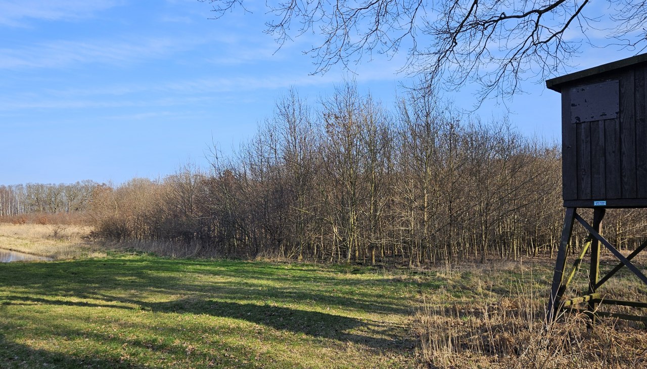Seit 2011 wachsen die Bäume im Klimawald Koserow (Insel Usedom), © Landesforst MV