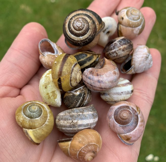 &copy; Antje Joost-Hirsekorn