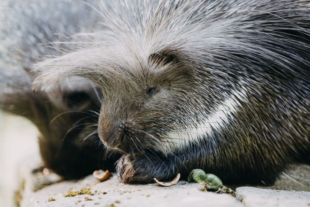 TIERGARTEN NEUSTRELITZ, © Theresa Lange Fotografie TIERGARTEN NEUSTRELITZ, © Theresa Lange Fotografie