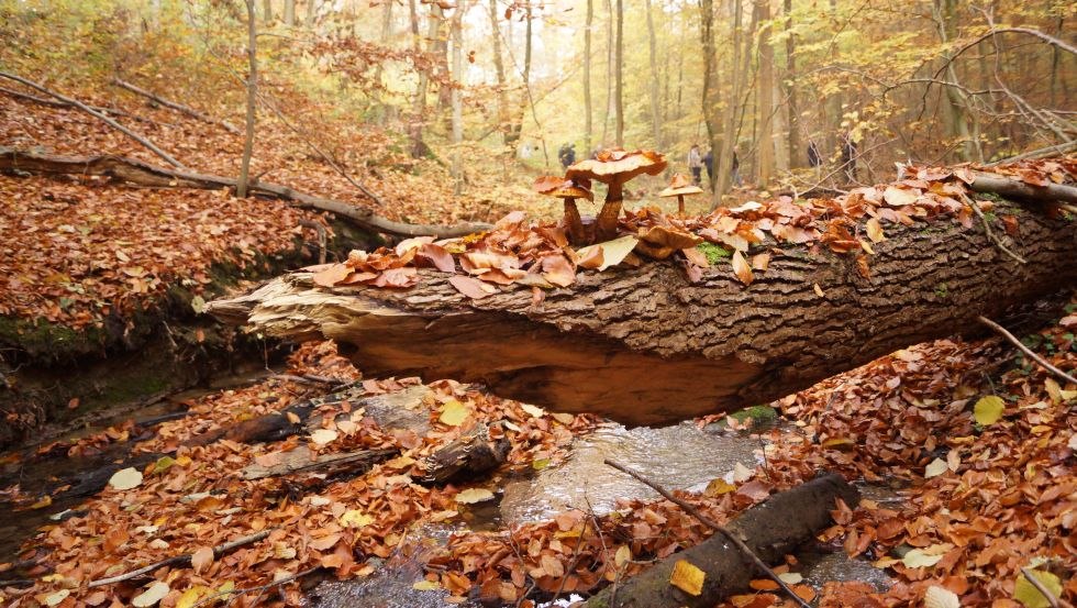 Klaasbachtal Neukloster, © Tom Clauß Klaasbachtal Neukloster, © Tom Clauß