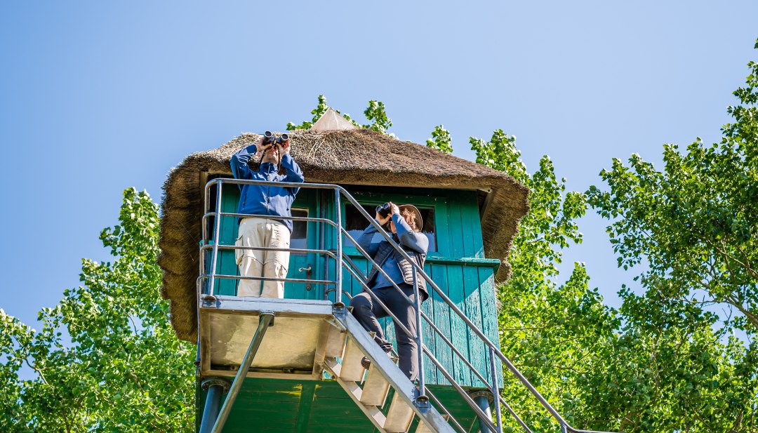 Vanaf de rieten observatiehut is het uitzicht op de duinen en Bodden, inclusief het vogelleven, bijzonder goed op Fischland-Dar&szlig;-Zingst.