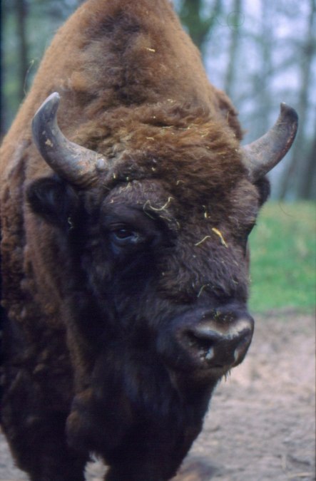 Portraet Wisent, &copy; Wisentreservat Damerower Werder