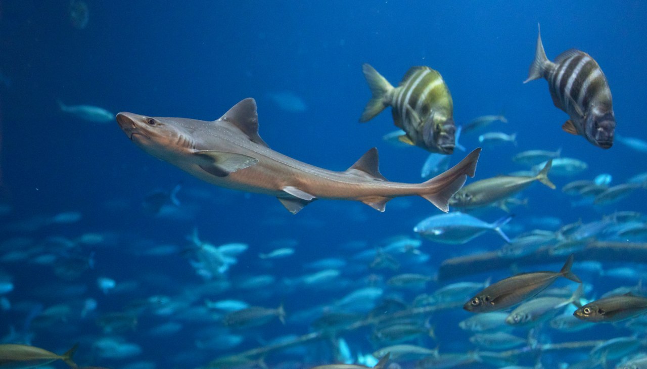 Im Aquarium „Offener Atlantik“ sind mehrere Haiarten zu sehen, darunter auch Glatthaie, © Anke Neumeister/Deutsches Meeresmuseum Im Aquarium „Offener Atlantik“ sind mehrere Haiarten zu sehen, darunter auch Glatthaie, © Anke Neumeister/Deutsches Meeresmuseum