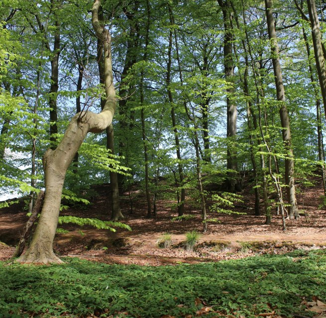 &copy; Biosph&auml;renreservat S&uuml;dost-R&uuml;gen
