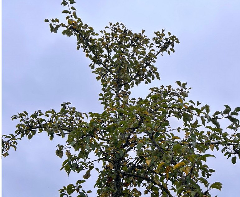 Apfelbaum, &copy; D. Heppner