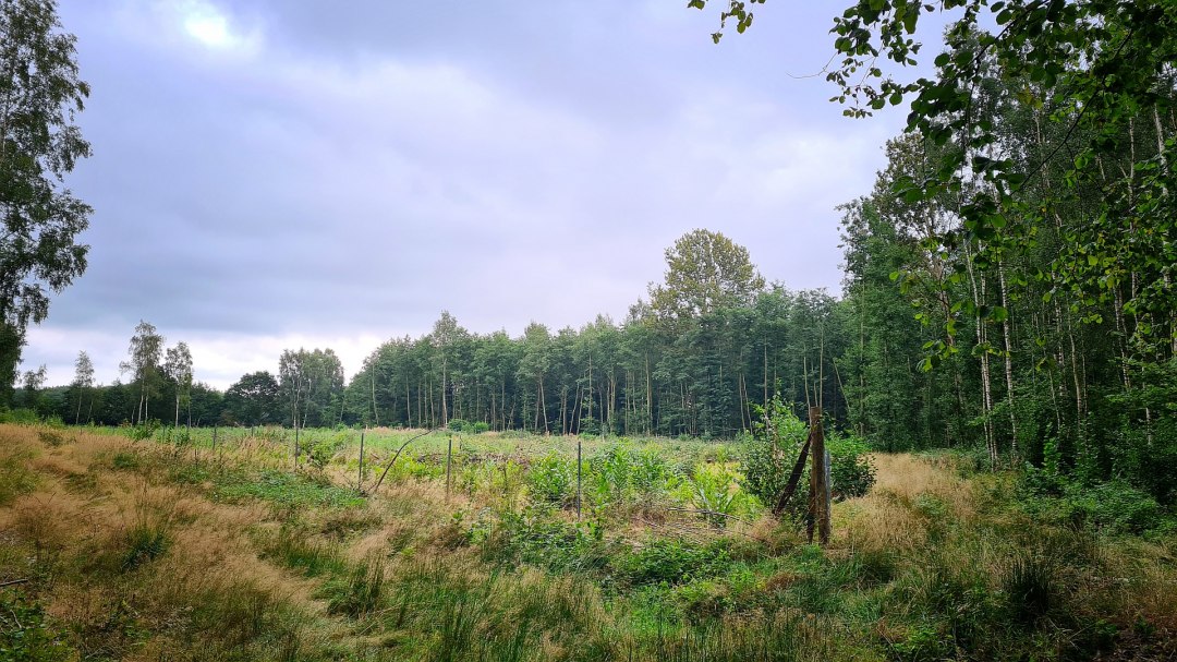 Klimawald Sehlen, © Landesforst MV Klimawald Sehlen, © Landesforst MV