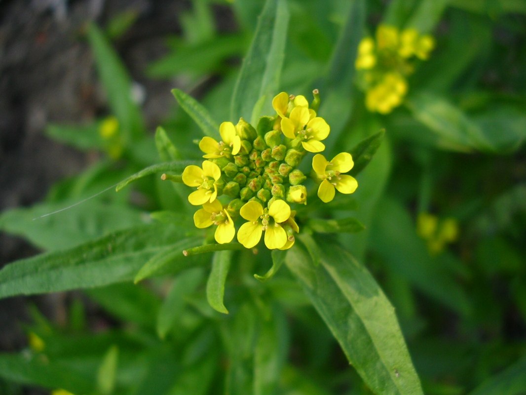 Der Acker-Schöterich (Erysimum cheiranthoides) ist eine häufigr Art der ruderalen Fluren. // © U. Jueg Der Acker-Schöterich (Erysimum cheiranthoides) ist eine häufigr Art der ruderalen Fluren. // © U. Jueg