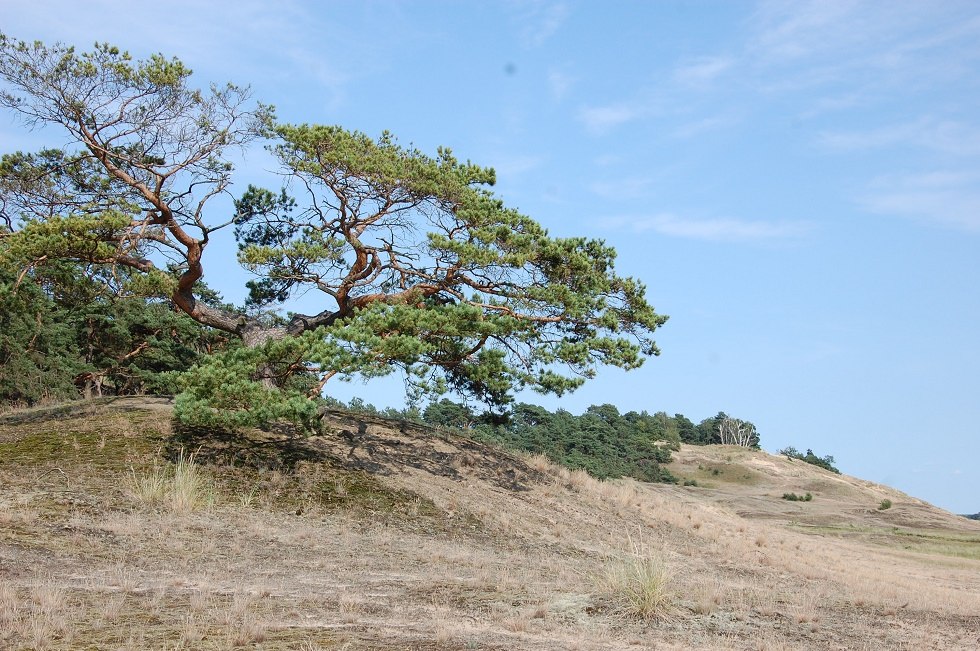 Von hier aus kann man weit in die Lenzener Wische schauen., &copy; Gabriele Skorupski