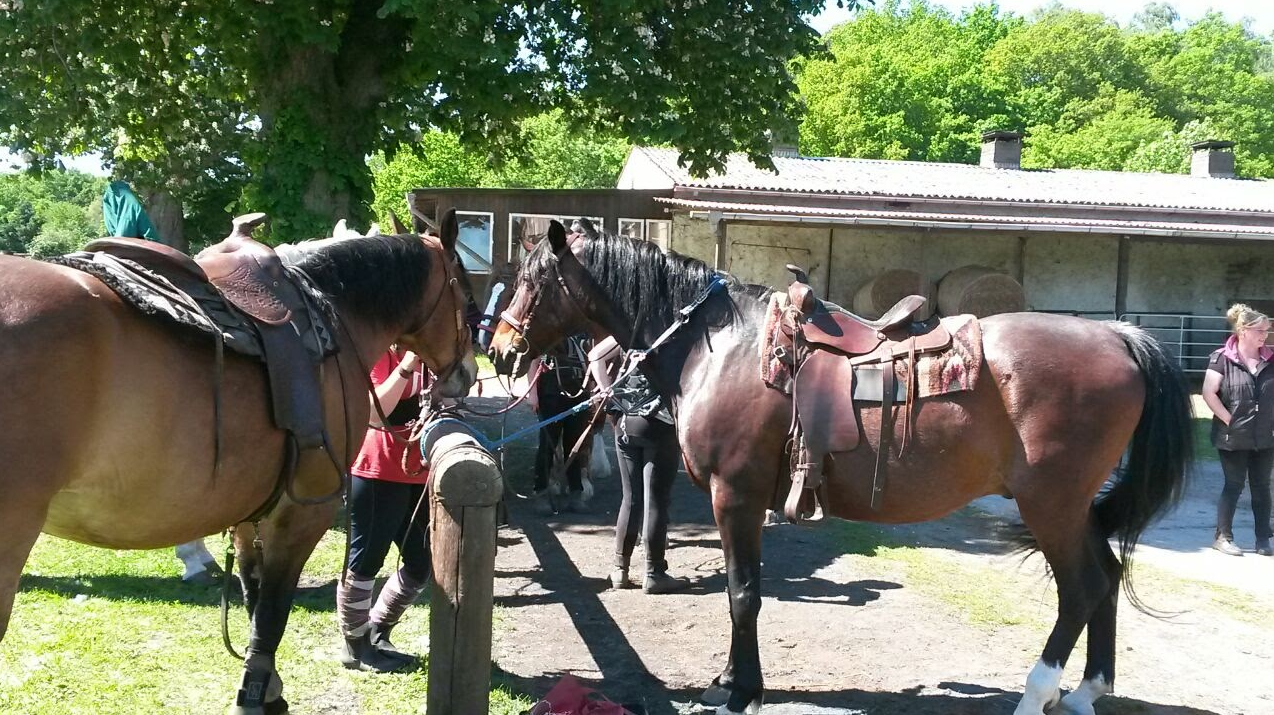 © MP Horse Stables Dobbertin/ Maria Michaelis © MP Horse Stables Dobbertin/ Maria Michaelis