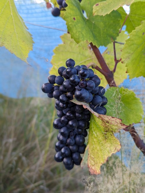 Weinberg Hasseldorf, © Lars Lüke