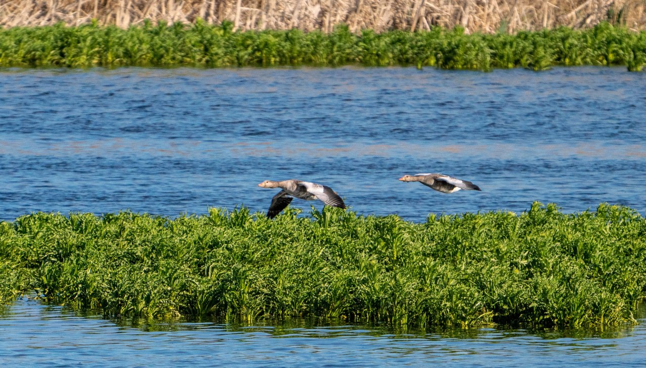 Watervogels, &copy; Tobias Kramer