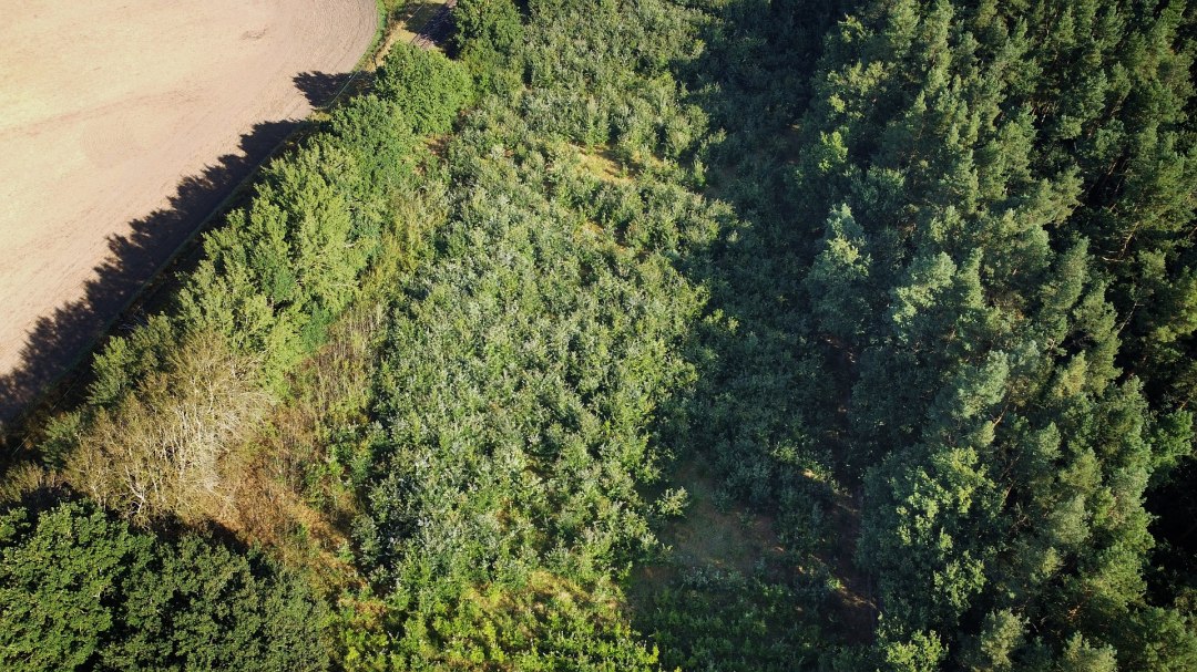 Klimaatbos Bad Kleinen, &copy; Landesforst MV