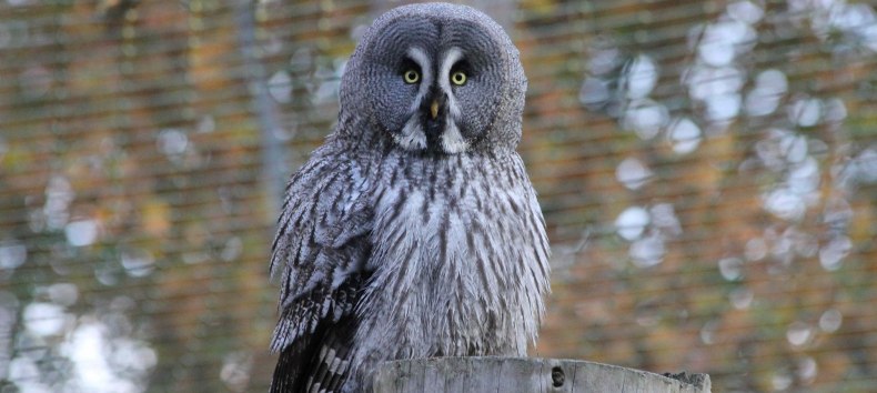 Bartkauz im Wildpark-MV, © Wildpark-MV