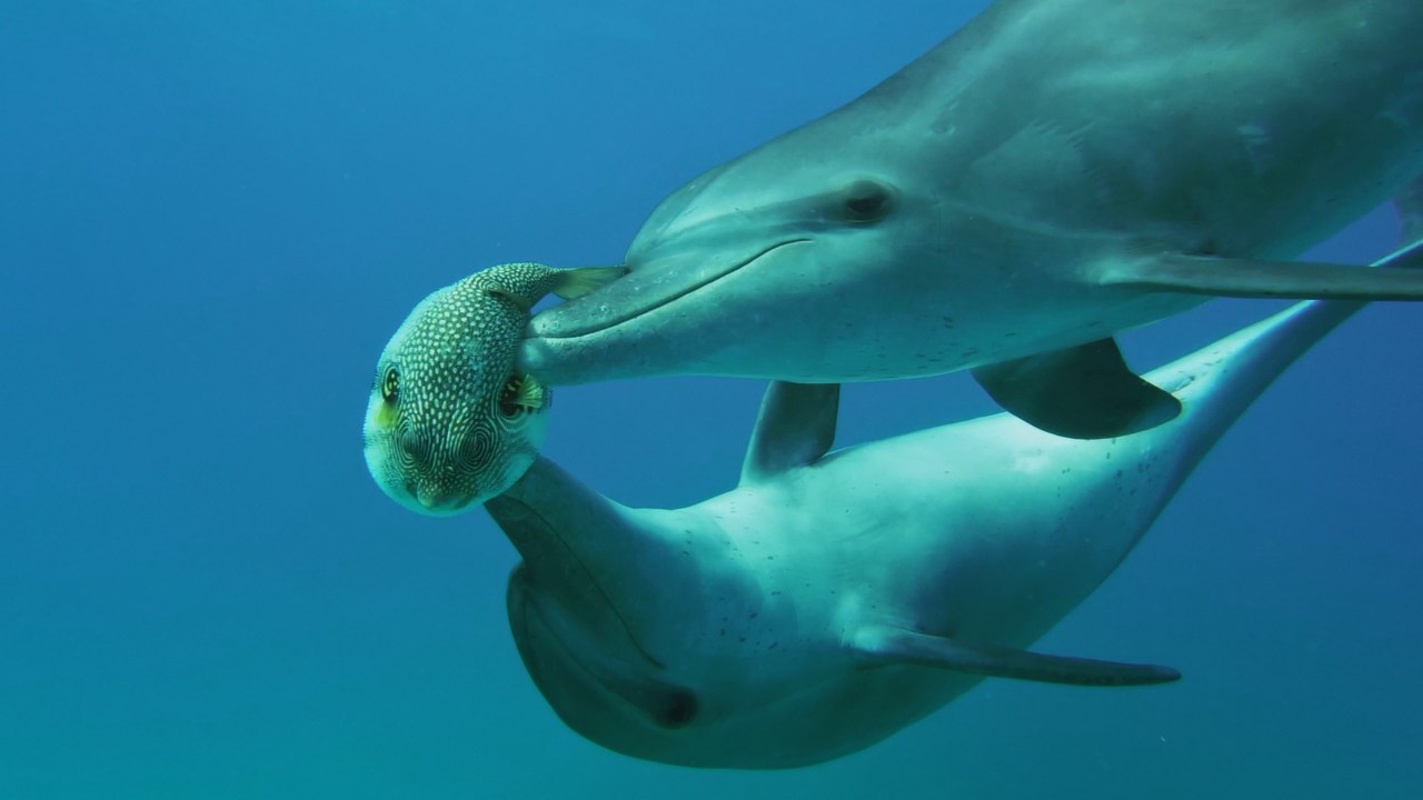 © Tiere_im_Rausch_PF_Delfine_mit_Kugelfisch.jpg © Tiere_im_Rausch_PF_Delfine_mit_Kugelfisch.jpg