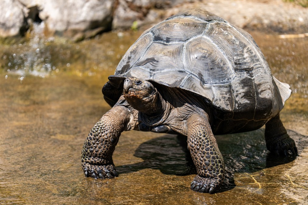 Galapagosschildkr&ouml;te Zoo Rostock, &copy; Zoo Rostock/ Dr&uuml;bbisch