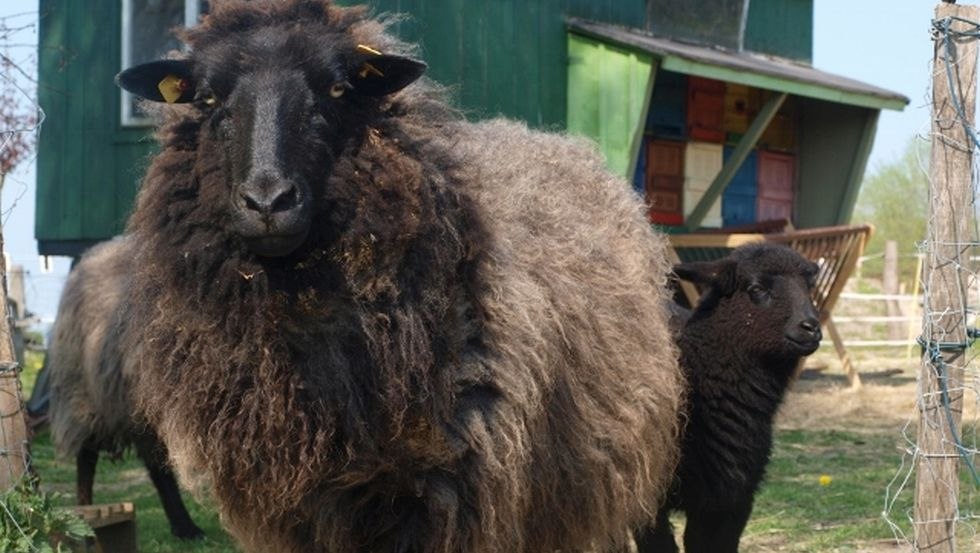 Tiere auf dem Hof, &copy; N.Triphahn