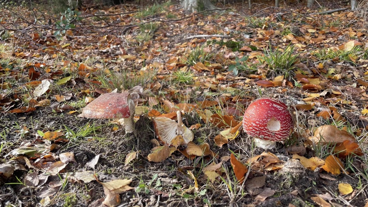 © TZ Südliche Boddenküste © TZ Südliche Boddenküste